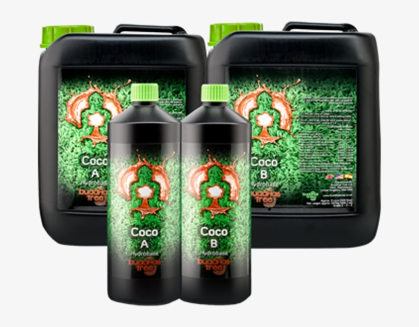 Buddhas Tree Coco Base Feed A B, transparent png