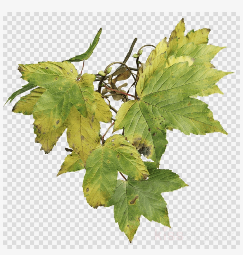 Sycamore Maple, transparent png