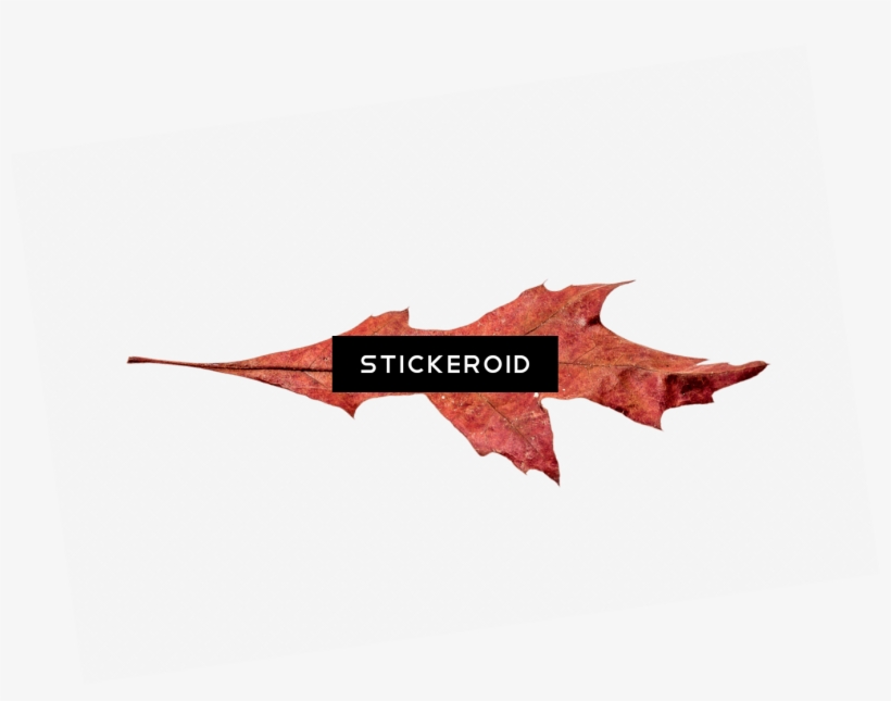 Autumn Broad Leaf - Vampire Bat, transparent png