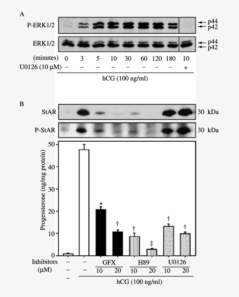 Effect Of Hcg On Phosphorylation And Expression Of - Cell, transparent png