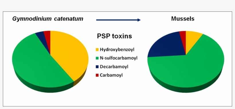 Graphical Abstract - Circle, transparent png