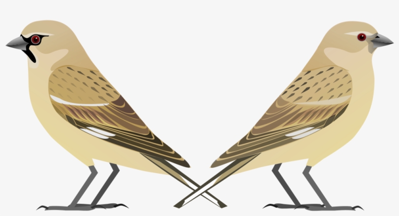 Afghan Snowfinch, transparent png