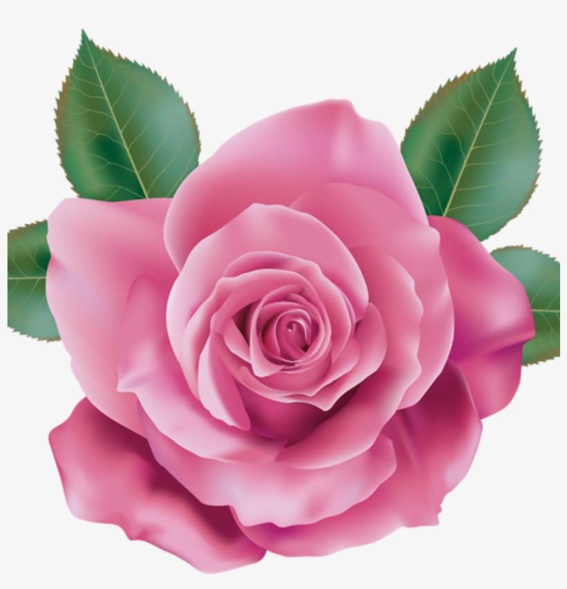 Pink Rose Clipart Rose Clipart Pink Rose Transparent, transparent png