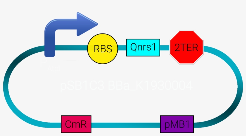 Double Terminator From Igem As Well As The Prefix And - Business Administration, transparent png