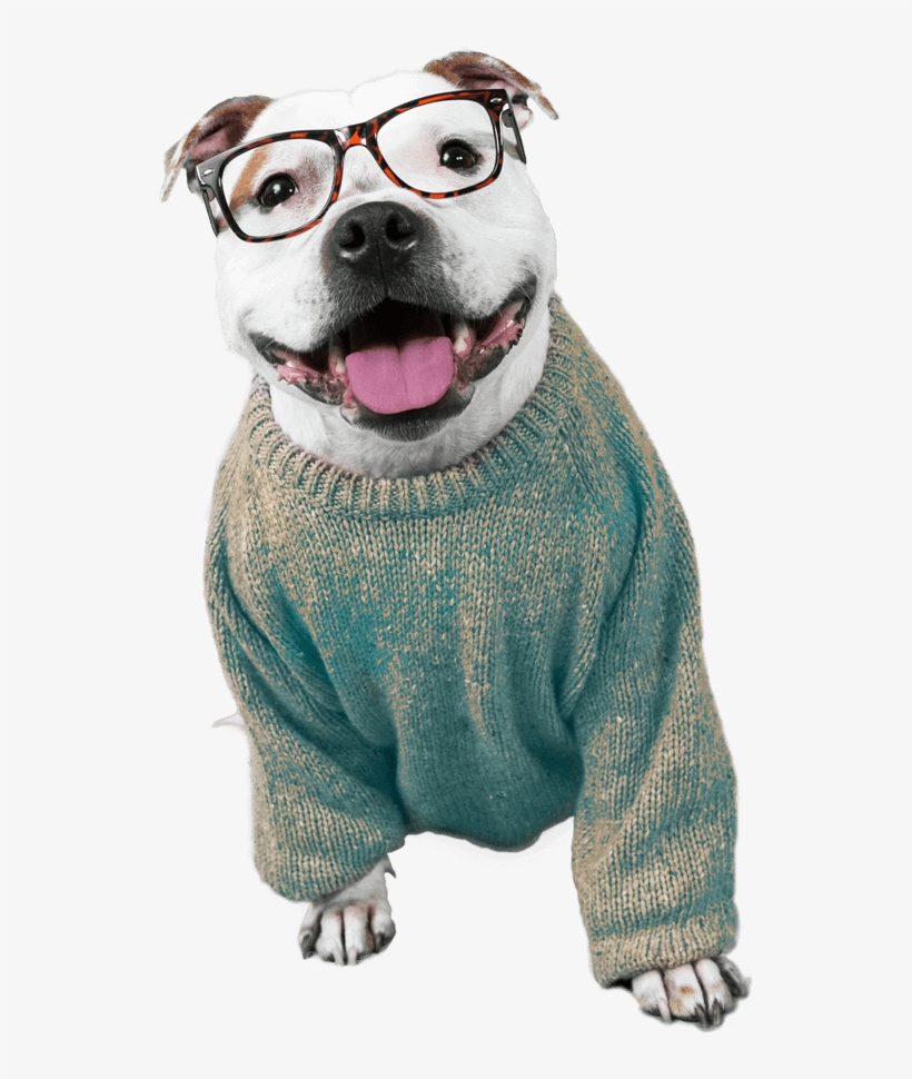 Dogpack Opted For Influencers Of The Four-legged Variety - Dog Catches Something, transparent png