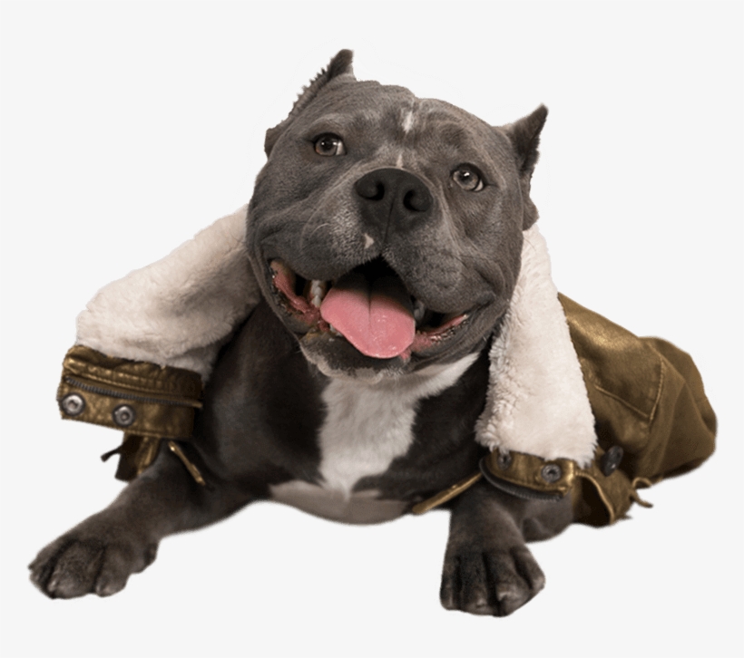 Dogpack Opted For Influencers Of The Four-legged Variety - Dog Catches Something, transparent png