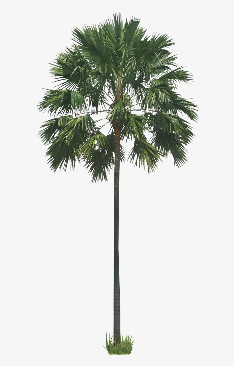 Free Pictures Of Ornamental Tropical / Subtropical - Transparent Background Palm Png, transparent png