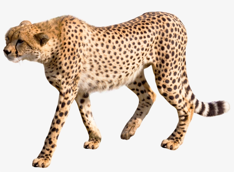 Cheetah Png, transparent png