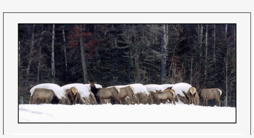 Elk Feeding At Hay Bales Intended For Cattle In Alberta - Herd, transparent png