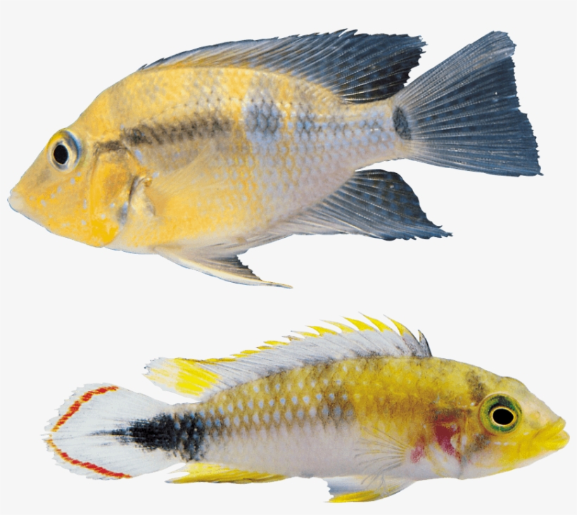 Free Png Fish Png Images Transparent - Fish, transparent png