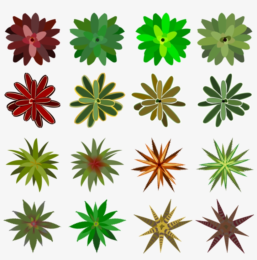 Big Image - Bromelia, transparent png