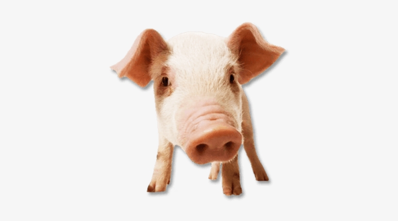 Pig Face - Cara De Cerdo Png, transparent png