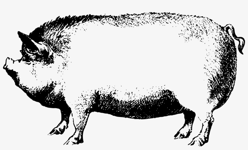 Face Pig Clipart Pig Animal Clip Art Downloadclipart - Black And White Pig Png, transparent png