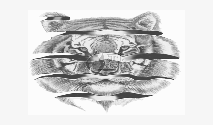 B/w Tiger Drawing Peeled Orange Effect Original - Sketch, transparent png