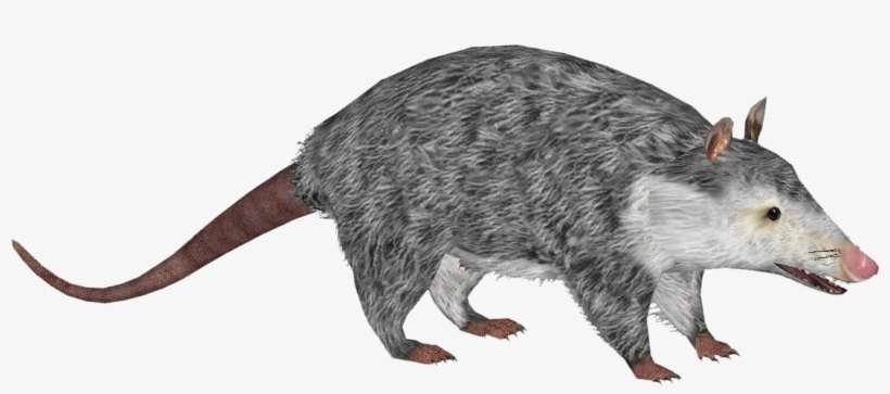 Virginia Opossum 8 - Marsh Rice Rat, transparent png