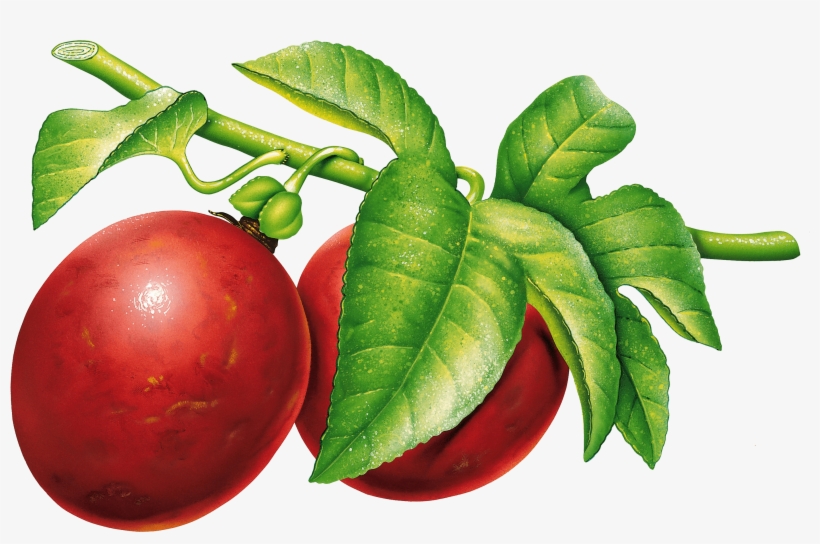 Fruits - Plums Png, transparent png