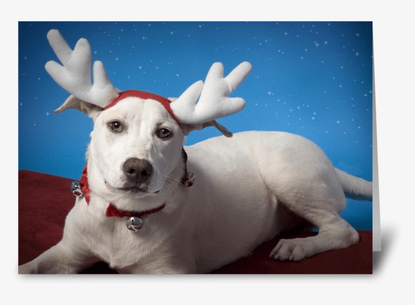 Irritated Dog With Reindeer Ears Greeting Card - Reindeer, transparent png