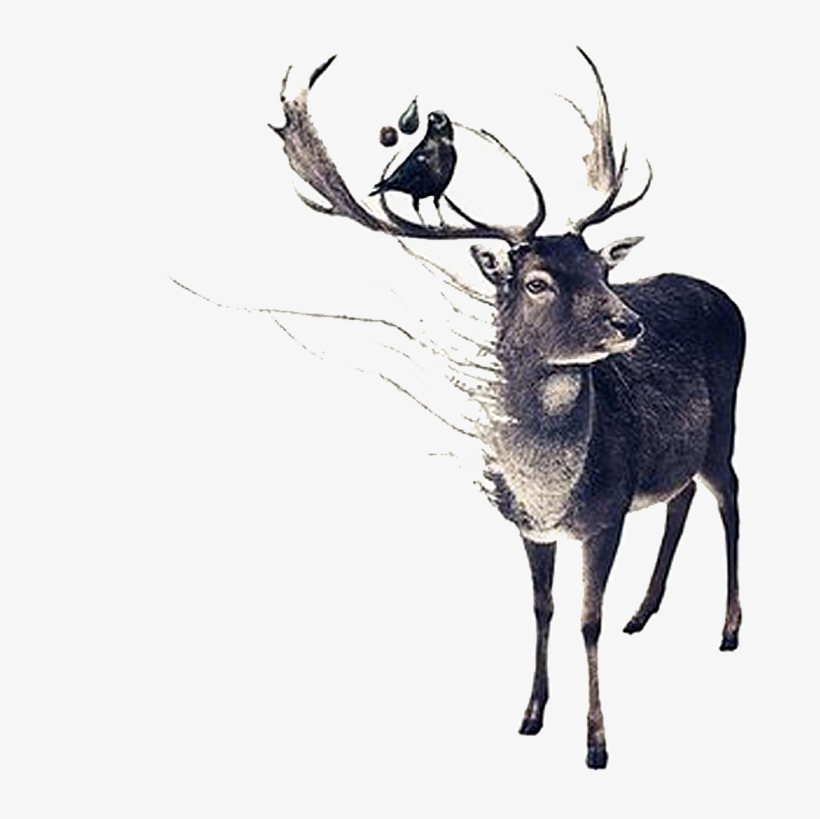 Drawing Antlers Hand Drawn - Deer Art, transparent png
