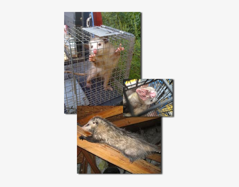 The Virginia Opossum Are Unique Critters - Opossum, transparent png