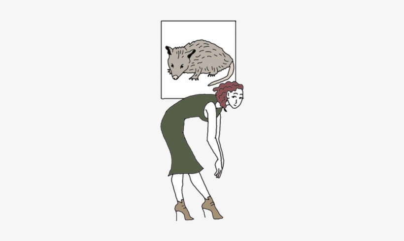 Opossums - Illustration, transparent png