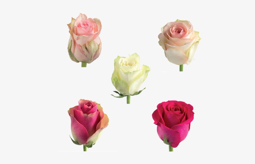 Tweet - Goods, transparent png