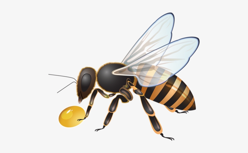 Visit - Bee, transparent png