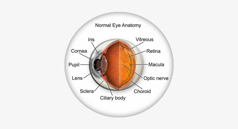 Eye Anatomy - Eye Anatomy Iris, transparent png