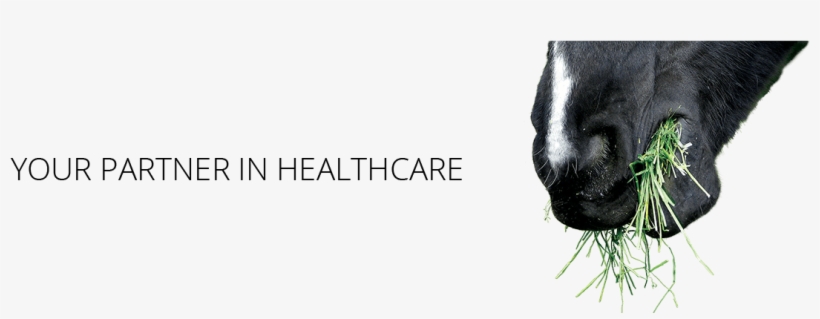 Bird, transparent png