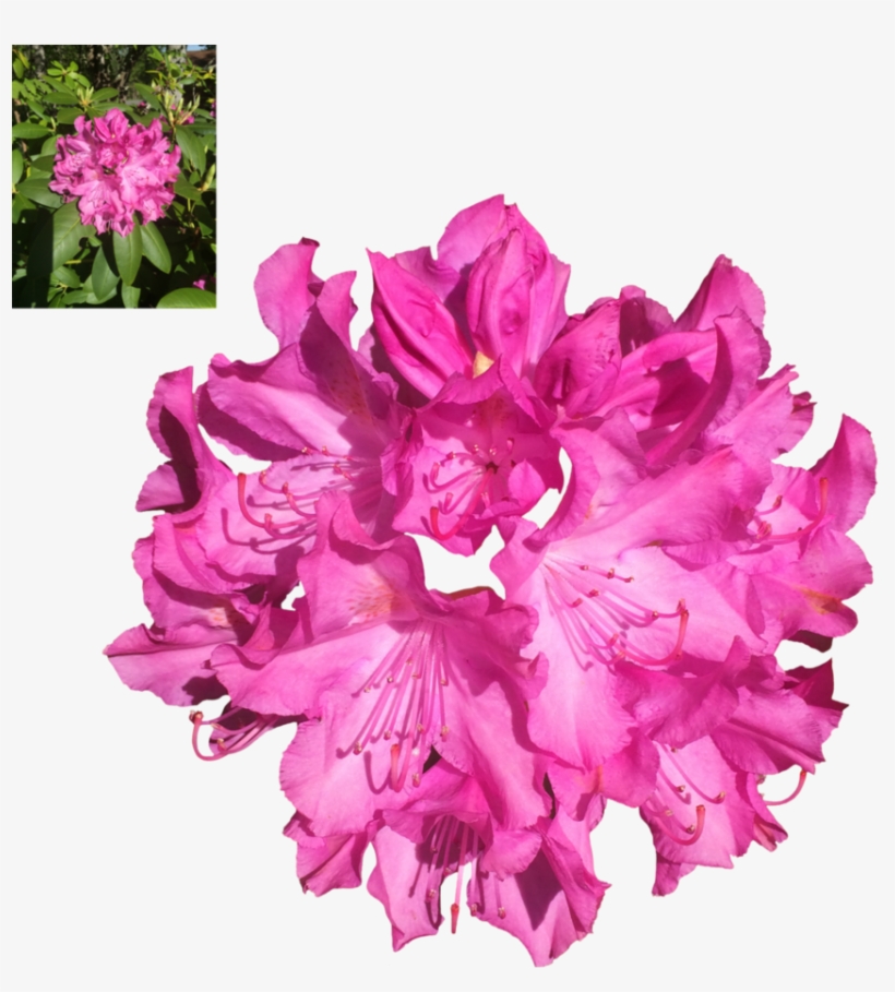 Rhododendron Png, transparent png