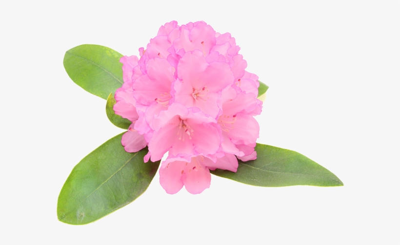 Alp Rose Plant Stem Cell - Leaf, transparent png