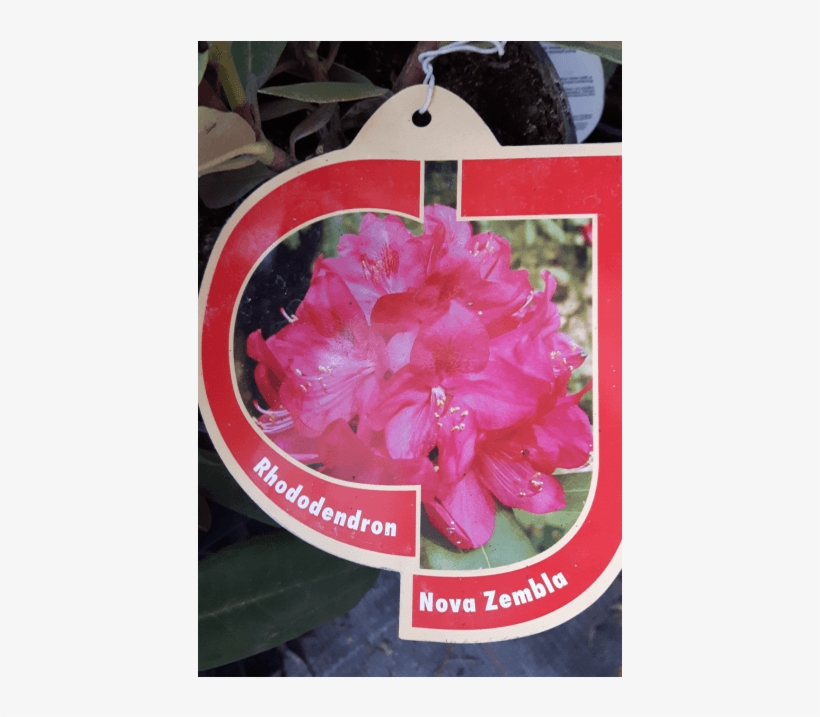 Rhododendron 'nova Zembla' - Gilliflower, transparent png