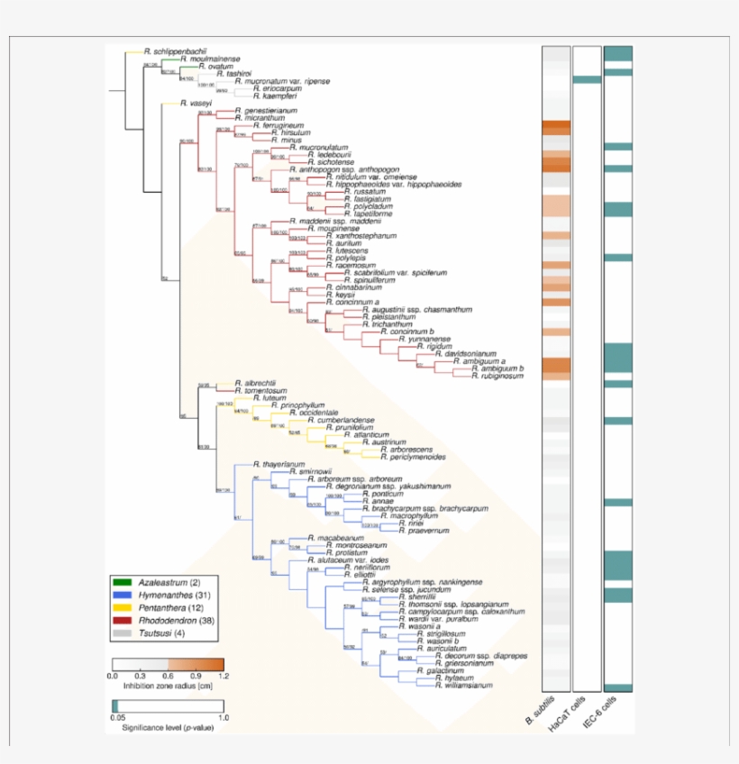 Phylogeny And Bioactivities Of Rhododendron - Phylogenetic Tree, transparent png