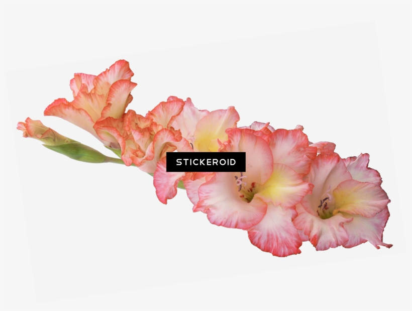 Gladiolus Hd Flowers Nature, transparent png