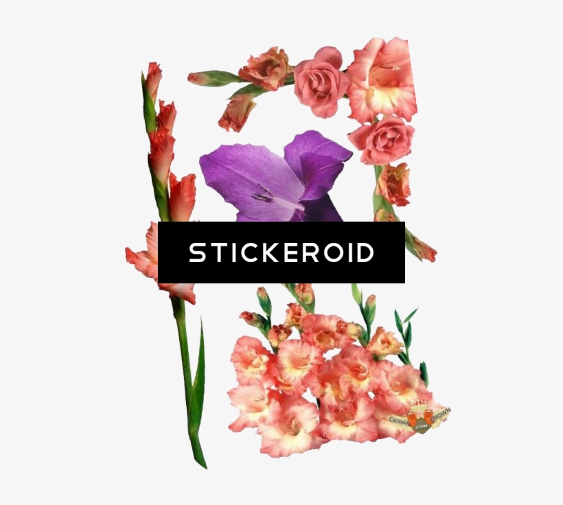 Gladiolus Flowers Nature - Gladiolus, transparent png