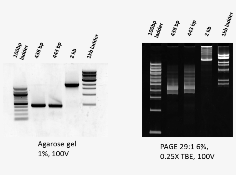 Smear On Page - Us Signal Company, L.l.c., transparent png
