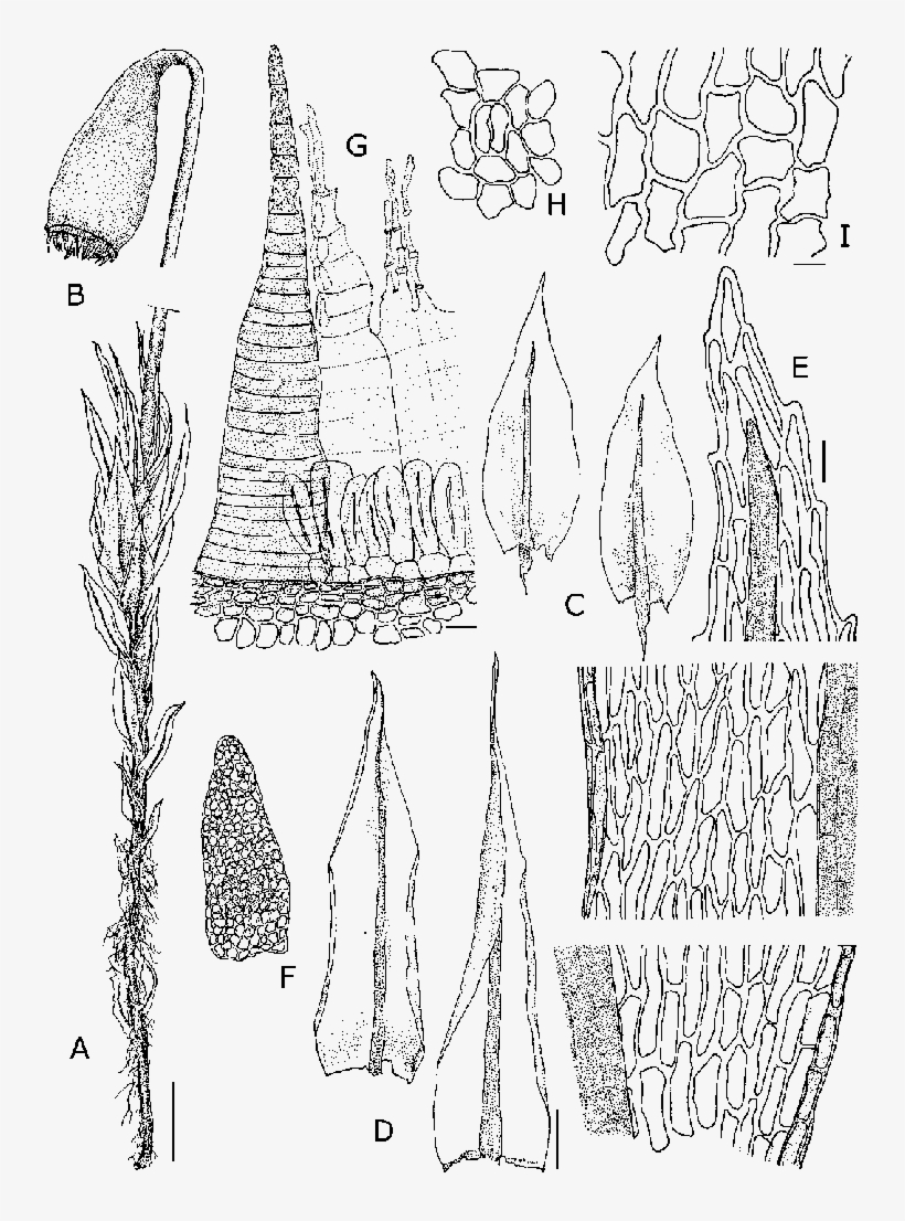 Seta And Capsule - Pohlia Lonchochaete, transparent png