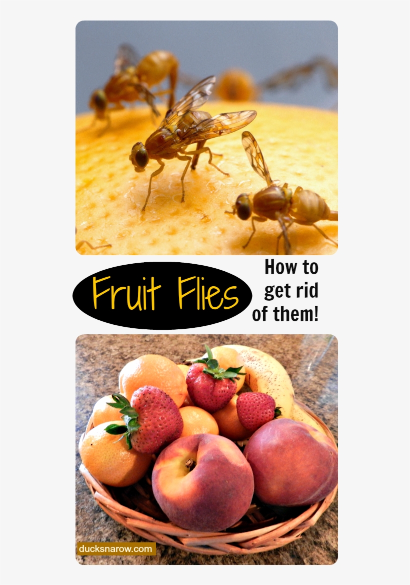 How To Get Rid Of Fruit Flies Naturally, Fruit Fly - 101 Weird And Disturbing Animal Facts, transparent png