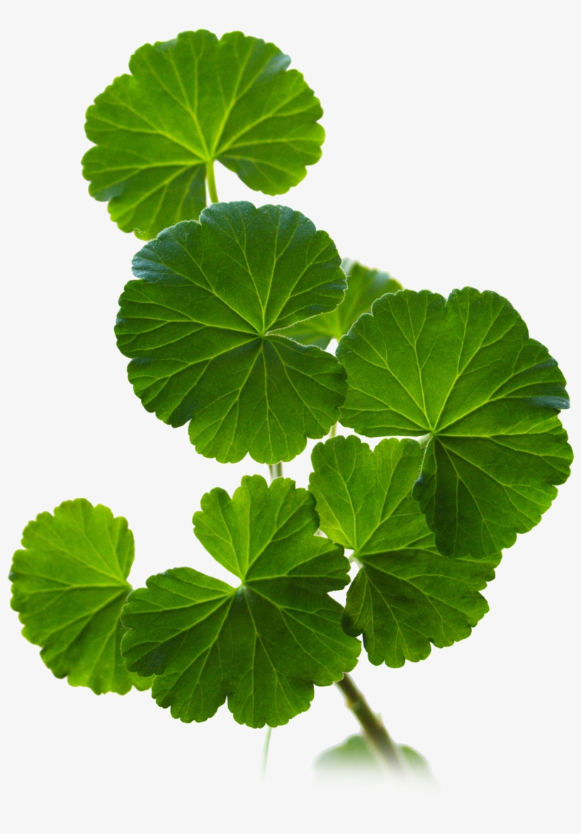 Geranium Leaves, transparent png