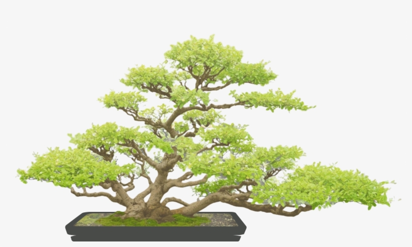 Bonsai - Bonzaï, transparent png