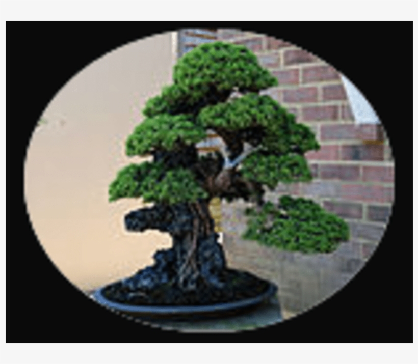 Bonsai Png, transparent png