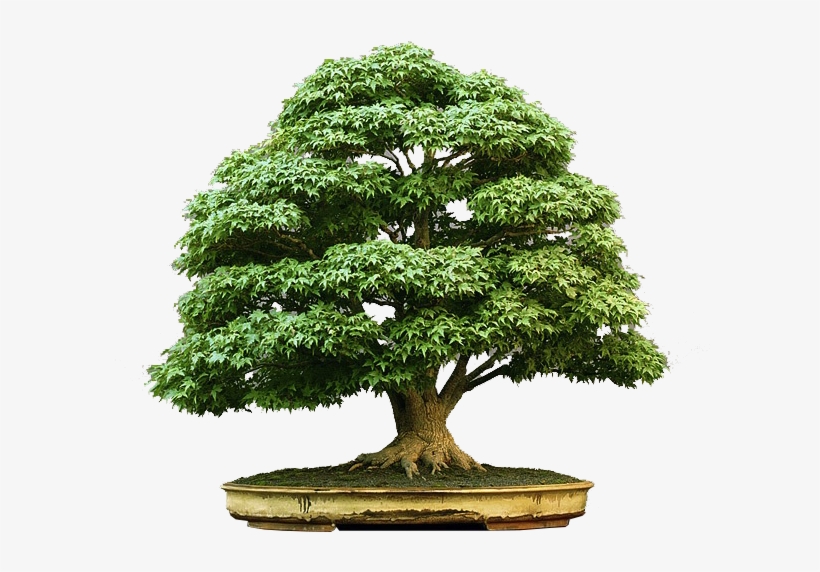 Bonsai-zezinho - Bonsai Tree, transparent png