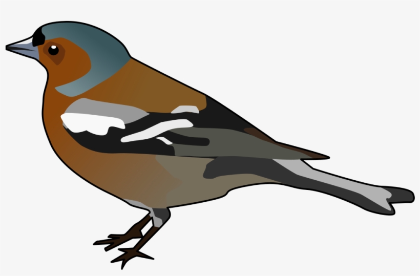 Male Chaffinch - Clip Art Chaffinch, transparent png