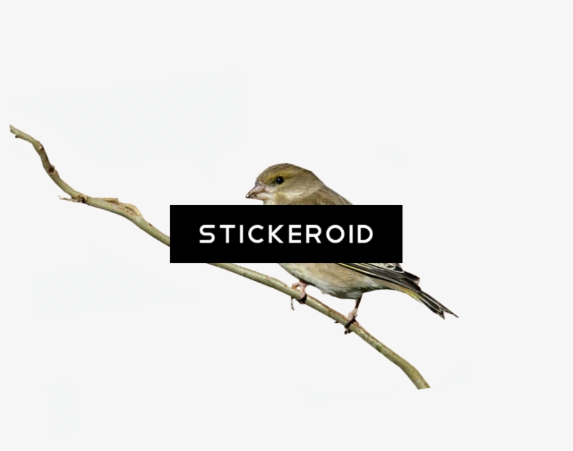 Finch Birds - Duke Nukem Forever Box Art, transparent png