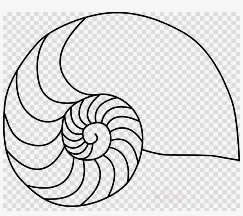 Nautilus Shell Clip Art Clipart Nautilidae Chambered - Nautilus Shell Coloring Page, transparent png