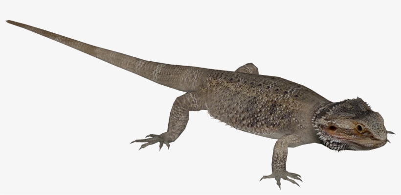 Central Bearded Dragon 3 - Wiki, transparent png