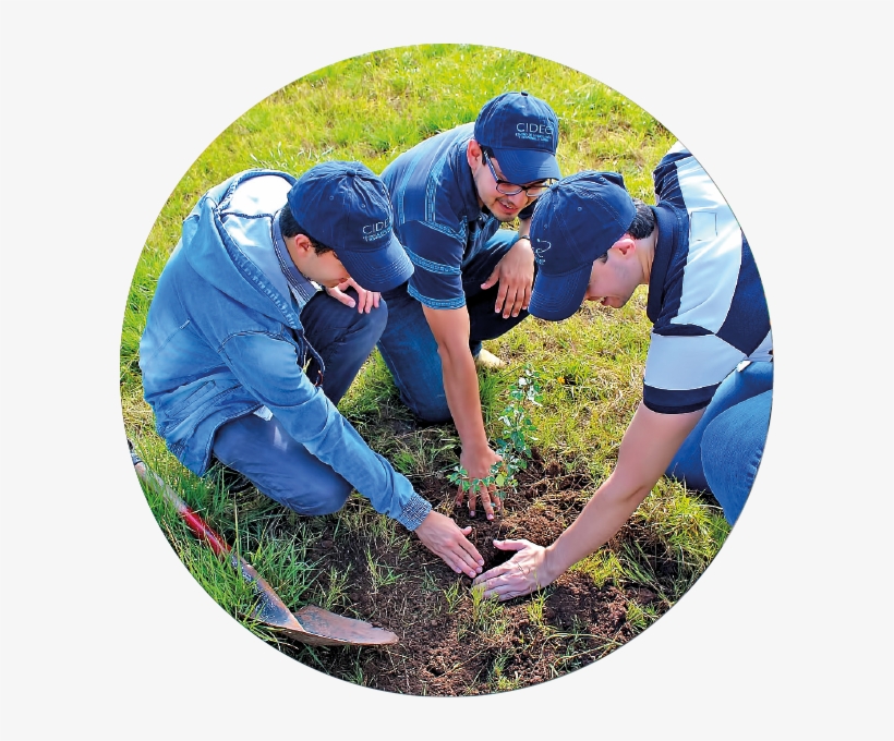 Reforestation Activities By Cidec, transparent png