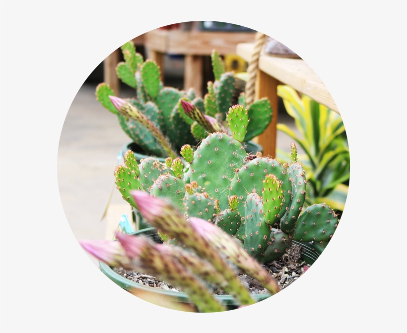 Cactus - Tropics, transparent png