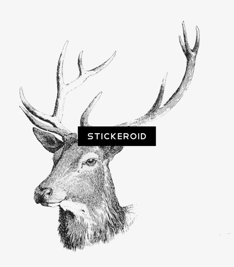 Deer Head, transparent png