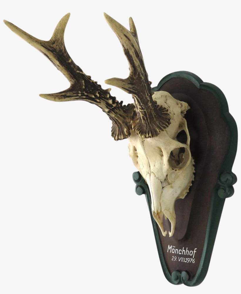 Vintage German Roe Deer Skull Mount - Roe Deer, transparent png
