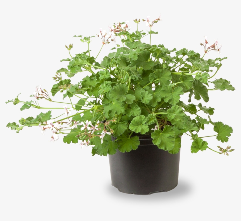 Prunus Lauroceracus 'herbergii' 80/100 - In Pot, transparent png